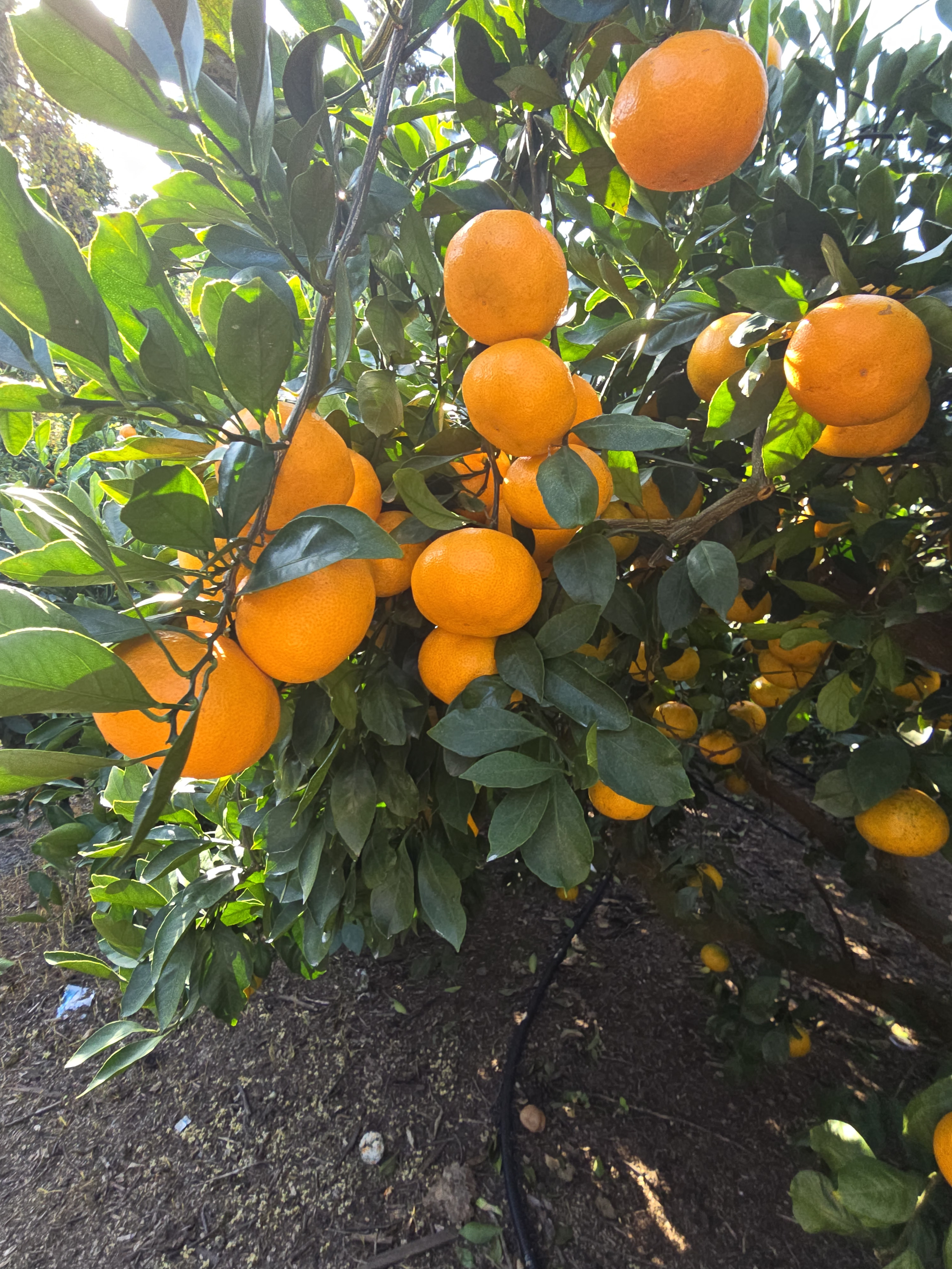 🎬 「제주 노지귤, 밭에서 고객의 식탁까지」