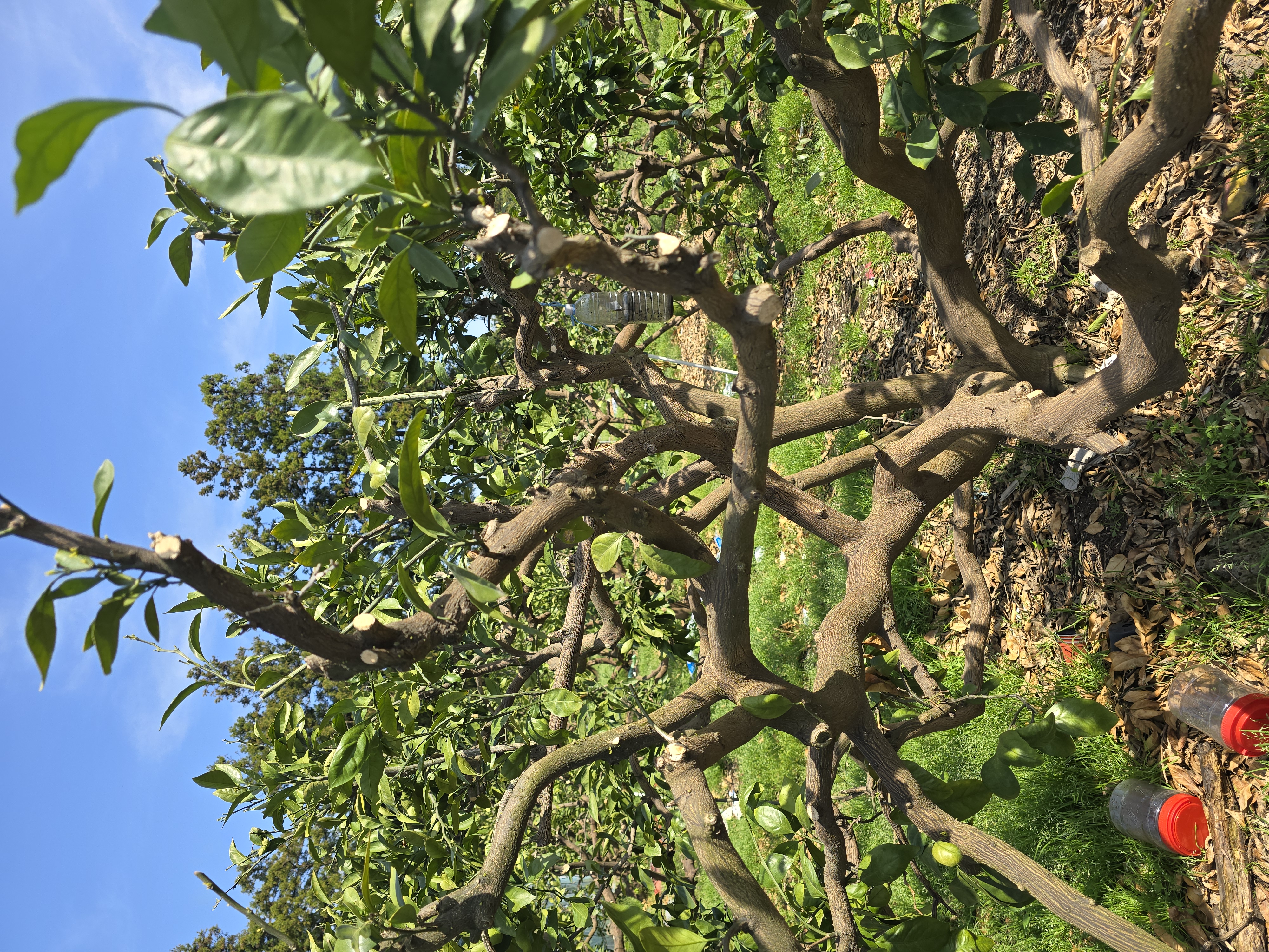 사과나무, 신비복숭아 나무 전지작업 포포나무 꽃수정