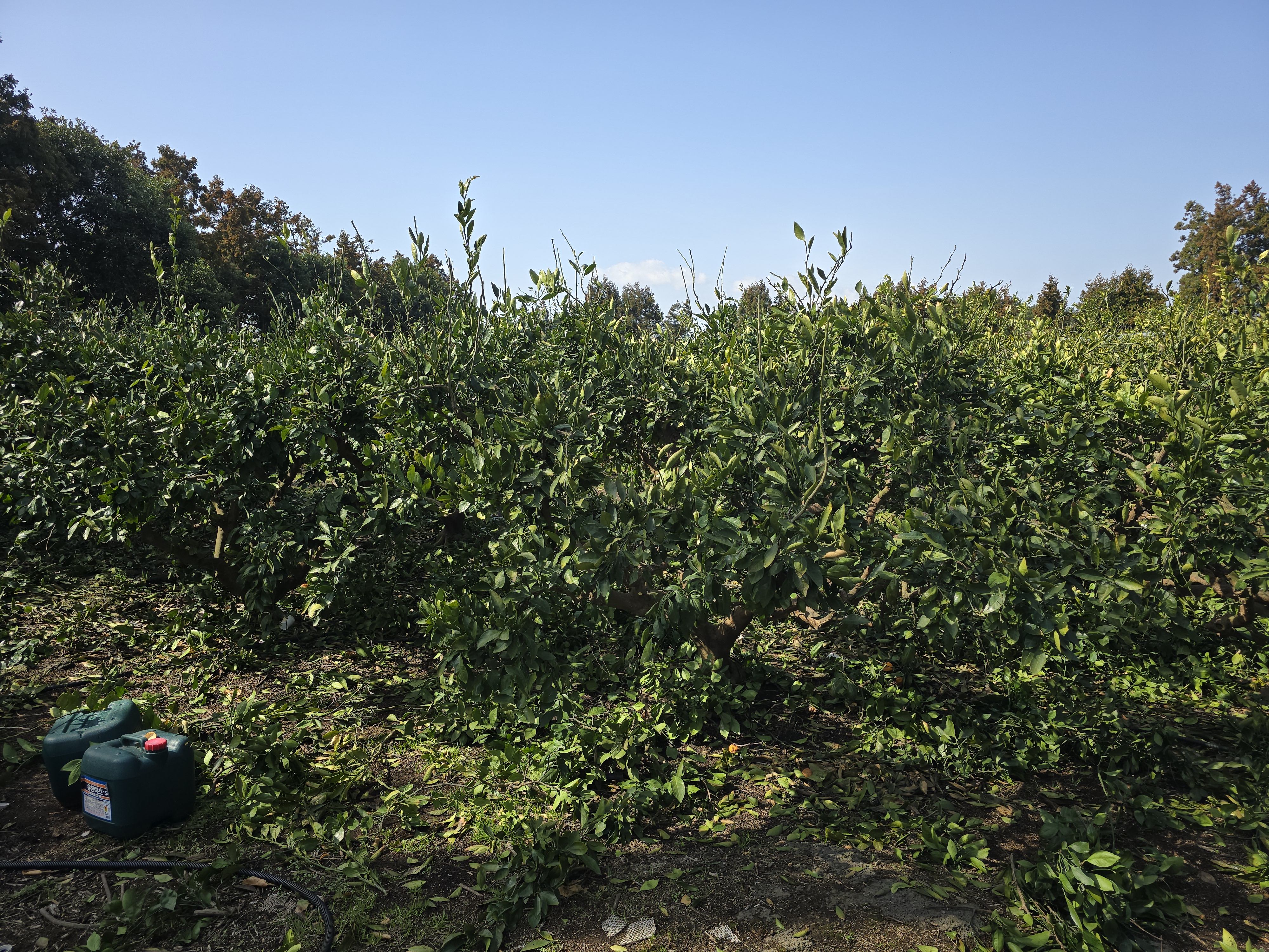 🎬 「노지귤 전정 2일차 – 햇빛을 남기는 작업」