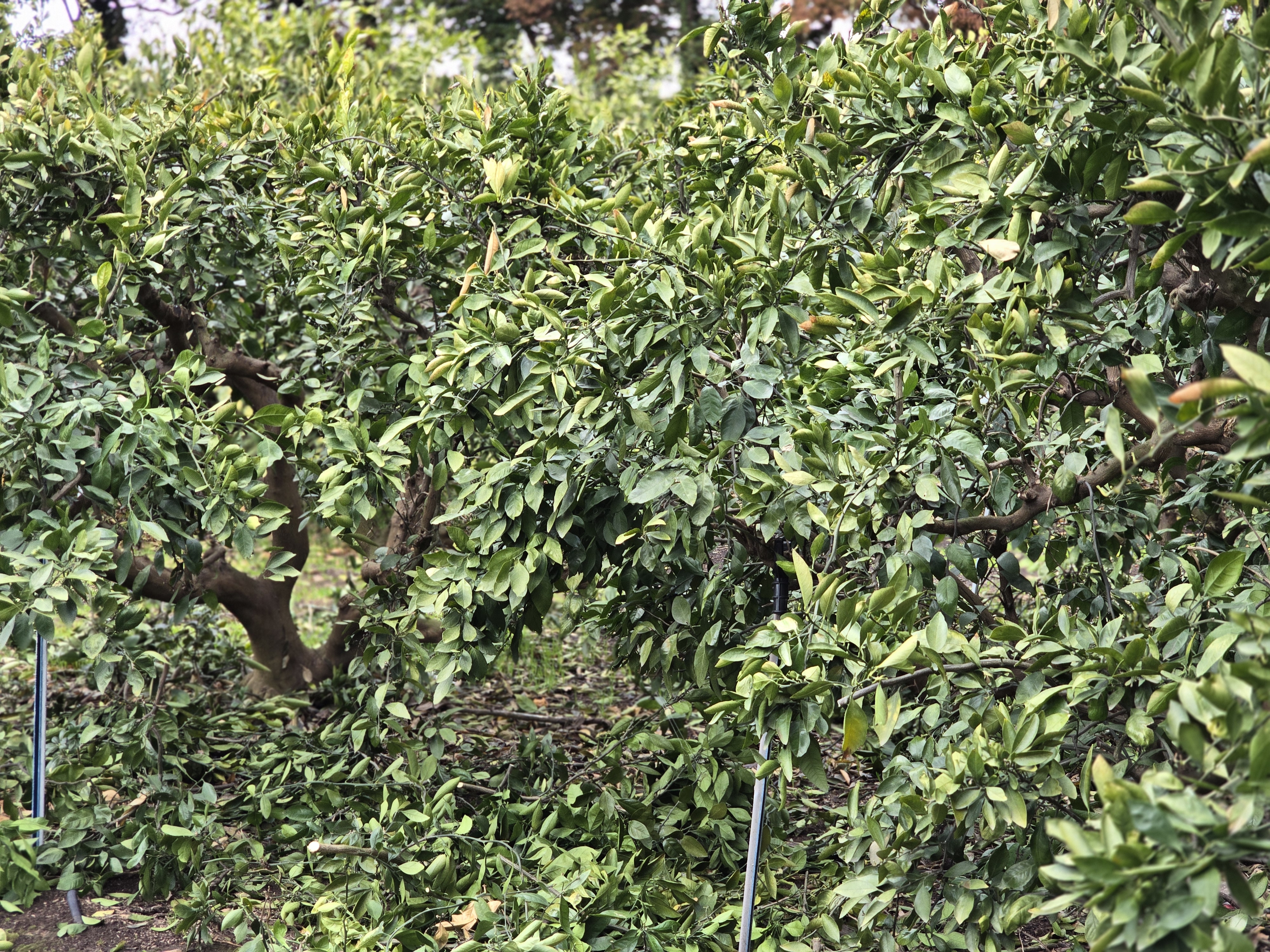 🎬 노지귤 과수원 1일차 전정작업