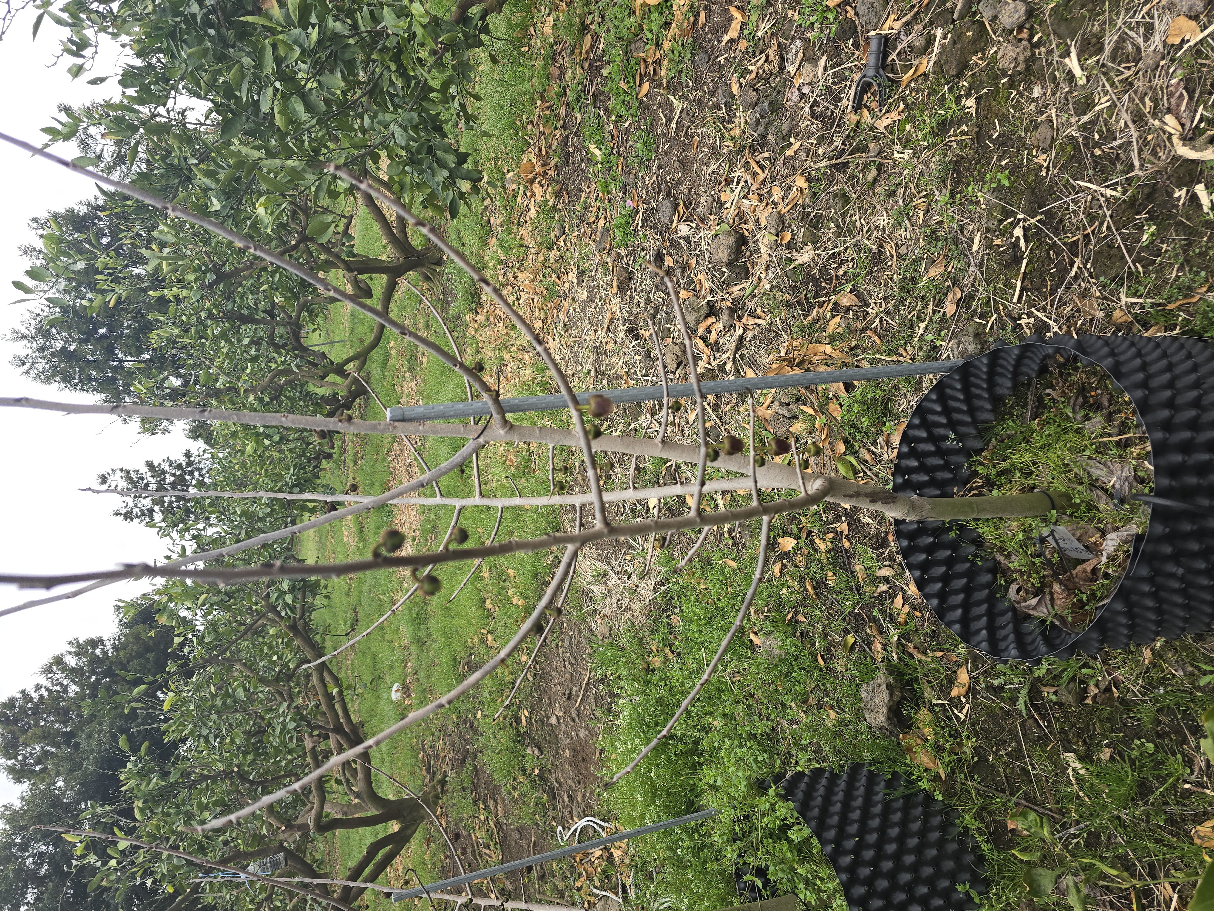 과수 전지작업 및 비료살포 작업