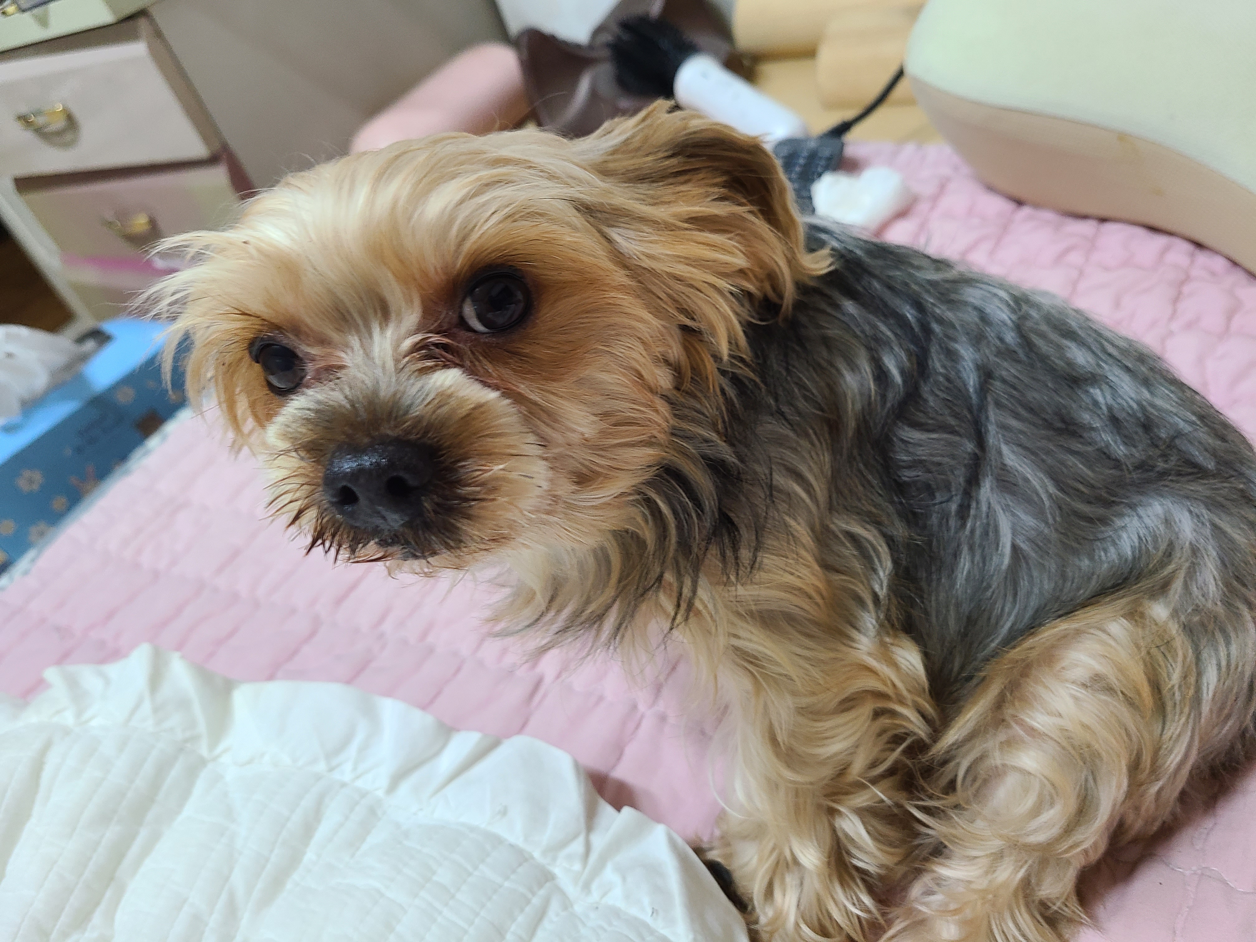 🎬 「밍밍이, 우리 가족의 17년」