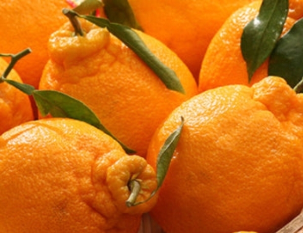 한라봉 상세이미지 1