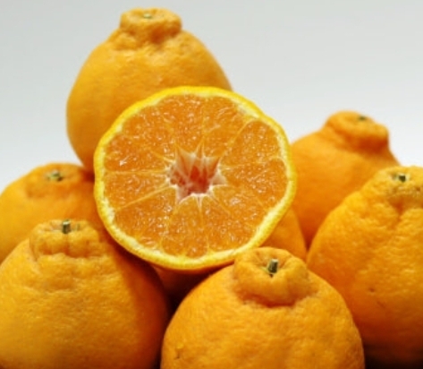 한라봉 상세이미지 2