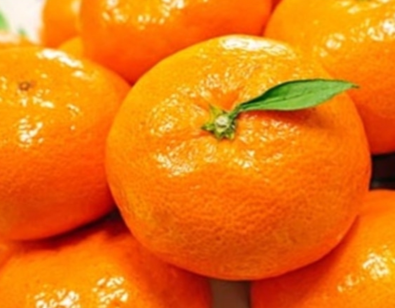 황금향 상세이미지 1