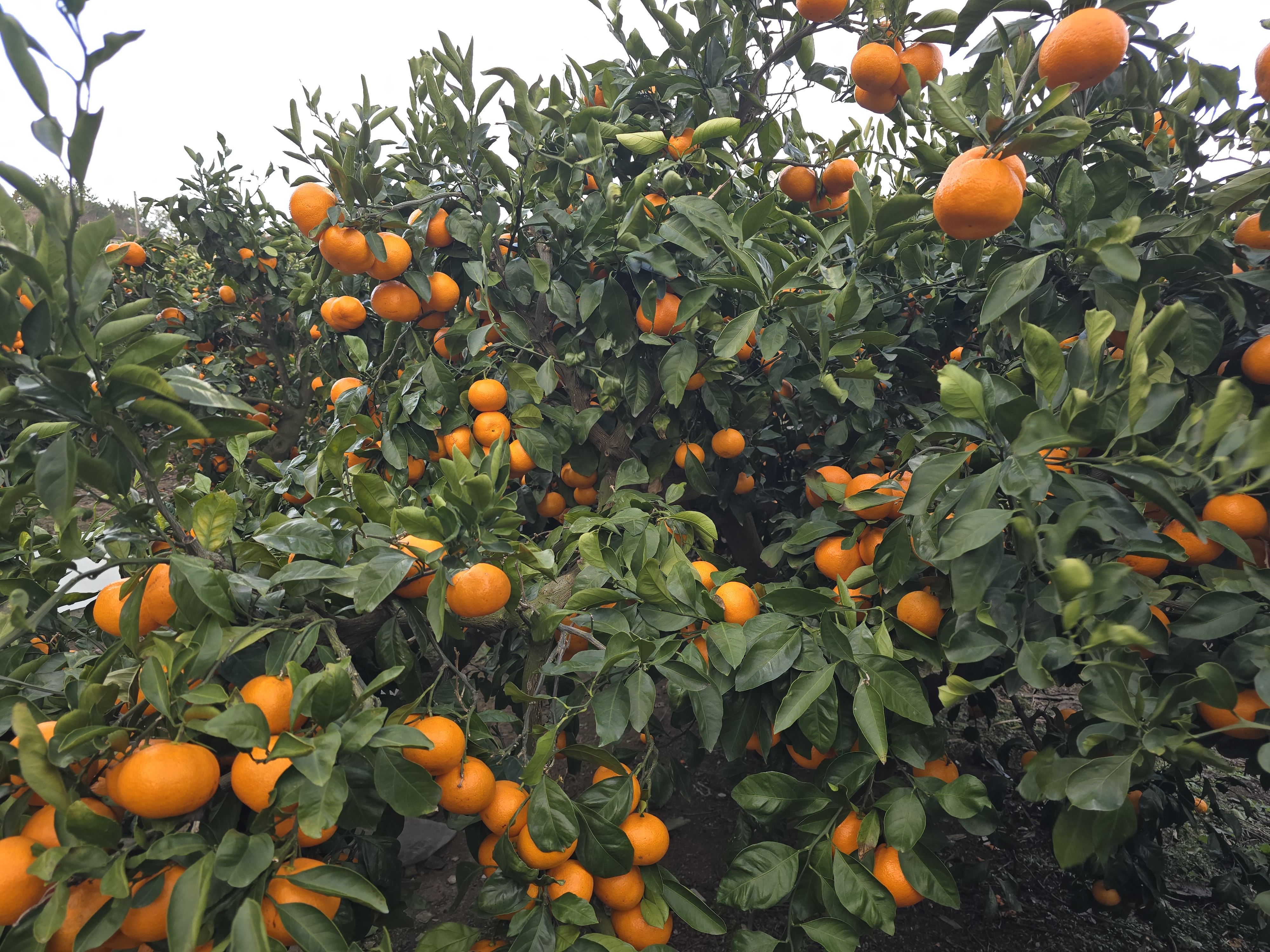 노지귤 상세이미지 1