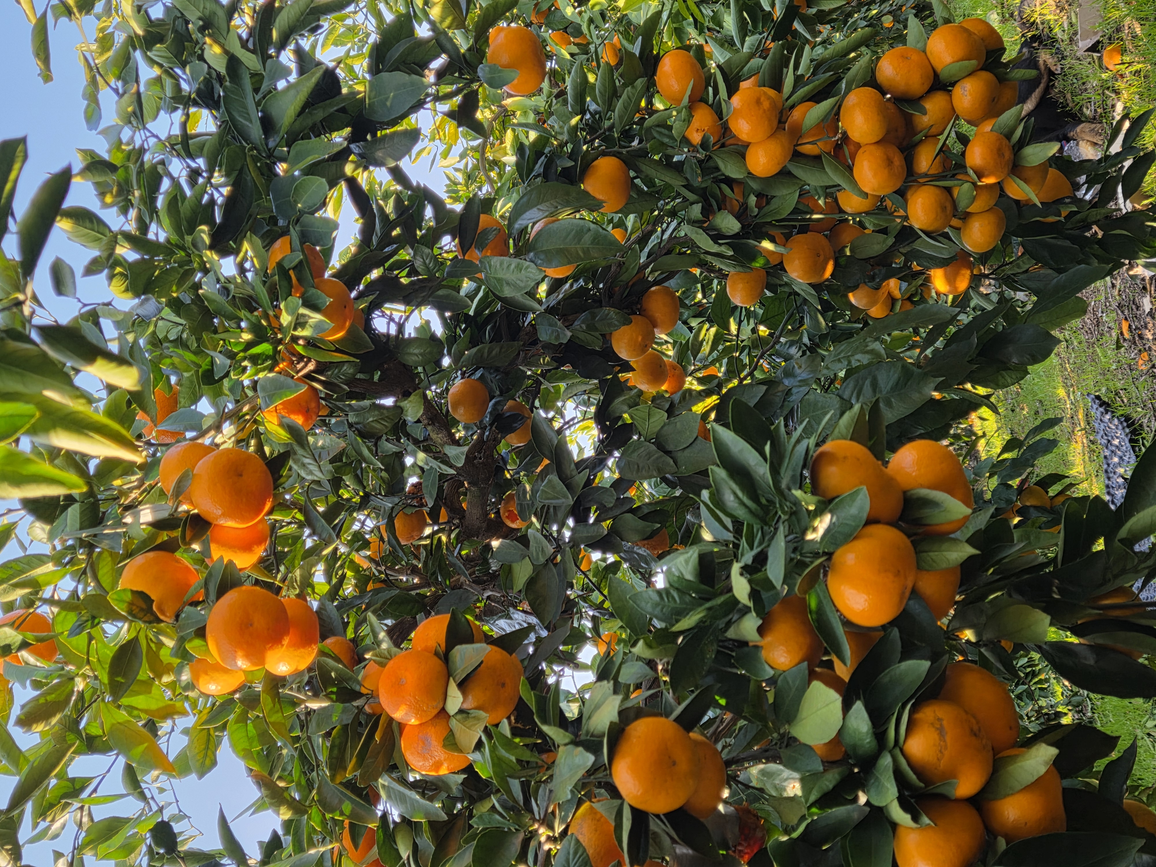 노지귤 상세이미지 2