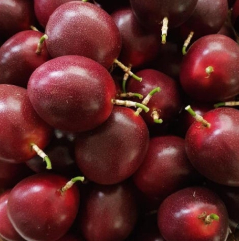 백향과 상세이미지 1