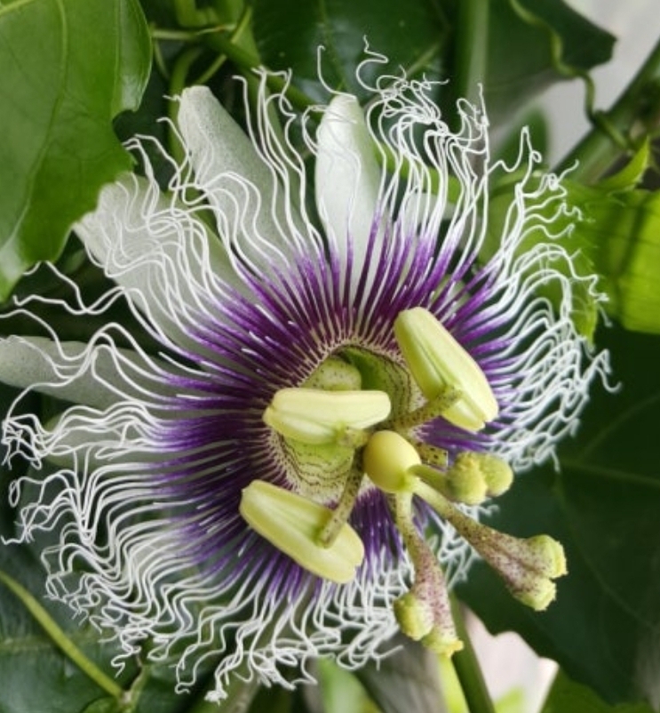 백향과 상세이미지 2