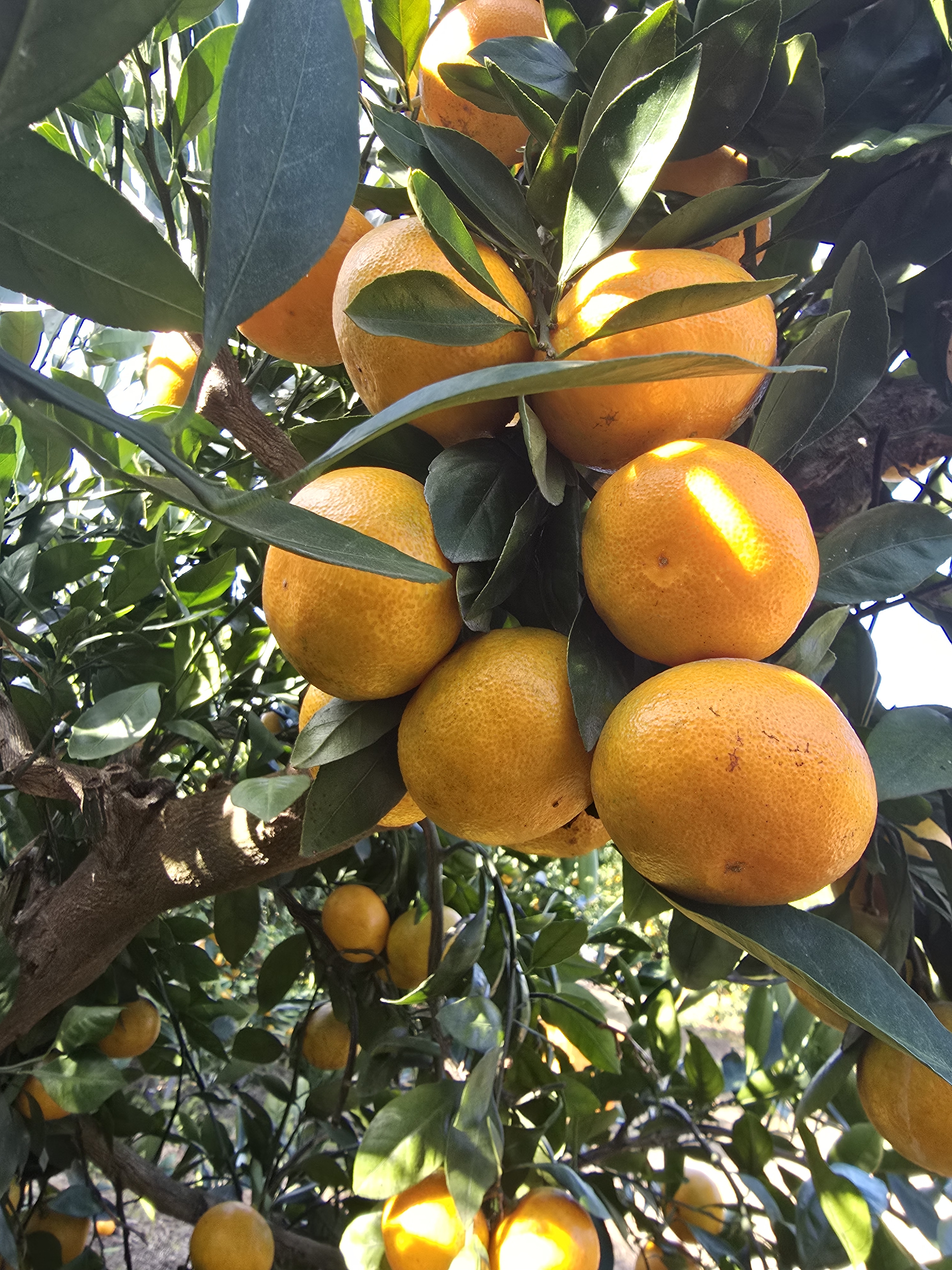 🌿제주 바람 맞고 큰 진짜 노지귤