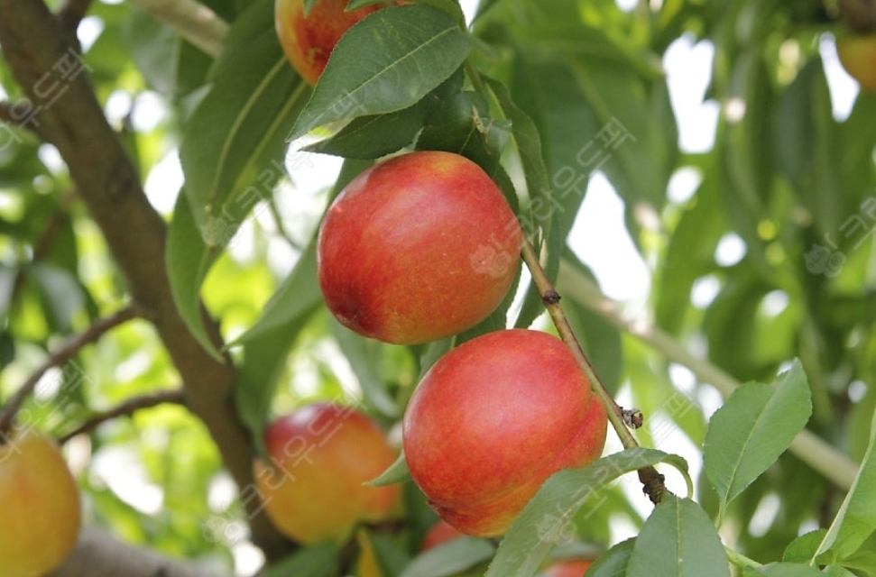 신비복숭아 상세이미지 1